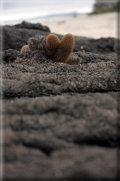 foto Flora e la fauna della Isole Galapagos